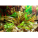 КРИПТОКОРИНА ЛЮТЕЯ - Cryptocoryne lutea