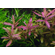ГИГРОФИЛА УЗОРЧАТАЯ РОЗОВАЯ - Hygrophila rosanervig