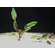 КРИПТОКОРИНА ТРОПИКА - Cryptocoryne Tropica