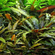 КРИПТОКОРИНА УНДУЛАТА - Cryptocoryne undulata