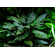 КРИПТОКОРИНА БЕККЕТТИ - Cryptocoryne beckettii