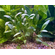 КРИПТОКОРИНА ВАЛЛИСИ - Cryptocoryne wallisii