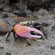 Краб - Скрипач - Tubuca (Fiddler Crab) — род полусухопутных крабов из семейства Ocypodidae.