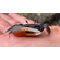 Краб - Скрипач - Tubuca (Fiddler Crab) — род полусухопутных крабов из семейства Ocypodidae.