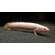 Polypterus senegalus albino — альбиносная форма полиптеруса сенегальского (Polypterus senegalus). Это вид пресноводных лучепёрых рыб из семейства многопёровых.