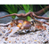 Рак-зебра (Cherax peknyi) — разновидность пресноводного рака, известная необычным окрасом.