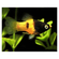 Bumblebee Platy или Пецилия Пчёлка (Xiphophorus maculatus) — селекционная форма рыбы-пецилии, известная жёлто-чёрной окраской тела, напоминающей окраску пчёлы. Это результат селекционного разведения, в природе не встречается.