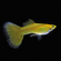 Жёлтая кружевная гуппи (yellow lace guppy) — селекционная форма обыкновенного гуппи (Poecilia reticulata). Это одна из многих уникальных окрасок Poecilia reticulata, выведенных в результате селекционного разведения.