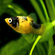 Bumblebee Platy или Пецилия Пчёлка (Xiphophorus maculatus) — селекционная форма рыбы-пецилии, известная жёлто-чёрной окраской тела, напоминающей окраску пчёлы. Это результат селекционного разведения, в природе не встречается.