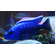 Sciaenochromis fryeri (хаплохромис васильковый, хаплохромис Джексона) — пресноводная лучеперая рыба из семейства цихлидовых, эндемик африканского озера Малави (Ньяса).