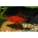 Меченосец Берлинский вильчатый (Red Wagtail Swordtail) — искусственно выведенная порода аквариумных рыбок, результат селекционной работы с пецилией чернохвостой и меченосцем зелёным.