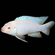 Pseudotropheus pindani «Снежный принц» (альбиносная форма псевдотрофеуса Пиндани, также известная как Pseudotropheus socolofi albino) — селекционная форма малавийской цихлиды. Отличается белоснежной окраской тела и ярко-красными глазами.