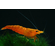 Креветка оранжевая мандаринка неокаридина (Neocaridina Orange) — одна из разновидностей декоративных креветок для аквариума.