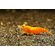 Креветка оранжевая мандаринка неокаридина (Neocaridina Orange) — одна из разновидностей декоративных креветок для аквариума.