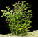 Людвигия зеленая (Ludwigia palustris «Green»)
