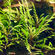Гигрофила пиннатифида (Hygrophila pinnatifida)