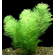 Перистолистник скабратум зеленый (Myriophyllum scabratum)