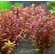 РОТАЛА МАКРАНДРА розовая мини - Rotala macrandra mini pink