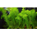 Перистолистник скабратум зеленый (Myriophyllum scabratum)