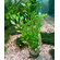 Людвигия зеленая (Ludwigia palustris «Green»)