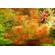 ПЕРИСТОЛИСТНИК КРАСНЫЙ  - Myriophyllum matogrossensis
