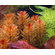 ПЕРИСТОЛИСТНИК КРАСНЫЙ  - Myriophyllum matogrossensis