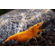 Креветка оранжевая мандаринка неокаридина (Neocaridina Orange) — одна из разновидностей декоративных креветок для аквариума.