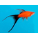Меченосец Берлинский вильчатый (Red Wagtail Swordtail) — искусственно выведенная порода аквариумных рыбок, результат селекционной работы с пецилией чернохвостой и меченосцем зелёным.