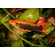 Red Tuxedo Swordtail — название кубинского меченосца (цветной морфы меченосцев). Это гибрид между обычным Зелёным меченосцем и Пецилией тукседо. Название «кубинец» вид получил за то, что ранее завозился в СССР только с Кубы.