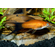 Меченосец Берлинский вильчатый (Red Wagtail Swordtail) — искусственно выведенная порода аквариумных рыбок, результат селекционной работы с пецилией чернохвостой и меченосцем зелёным.