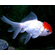 Оранда «Красная шапочка» (Redcap Oranda Goldfish) — короткотелая селекционная форма золотой рыбки. Получила название из-за большого красного нароста на голове, который похож на шапку.