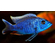 Sciaenochromis fryeri (хаплохромис васильковый, хаплохромис Джексона) — пресноводная лучеперая рыба из семейства цихлидовых, эндемик африканского озера Малави (Ньяса).