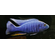 Sciaenochromis fryeri (хаплохромис васильковый, хаплохромис Джексона) — пресноводная лучеперая рыба из семейства цихлидовых, эндемик африканского озера Малави (Ньяса).