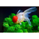 Оранда «Красная шапочка» (Redcap Oranda Goldfish) — короткотелая селекционная форма золотой рыбки. Получила название из-за большого красного нароста на голове, который похож на шапку.