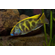 Nimbochromis venustus — научное название цихлиды «Золотой леопард» (нимбохромис венустус). Это пресноводная лучепёрая рыба из семейства Цихловые, эндемик африканского озера Малави.