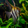 Скалярия зебра (Zebra Angelfish) — селекционная форма обыкновенной скалярии (Pterophyllum scalare).