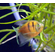 Тернеция GloFish с полосками — генетически модифицированная форма обычной тернеции (Gymnocorymbus ternetzi), отличающаяся ярким флуоресцентным окрасом (зелёным, оранжевым, синим, розовым, пурпурным). Способность светиться  при ультрафиолетовом или синем освещении связана с внедрением генов медуз или кораллов.