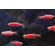 Данио Гло Алый Корал (Danio GloFish «Алый Корал») — генетически модифицированная форма аквариумных рыбок данио-рерио, отличающаяся ярким флуоресцентным свечением