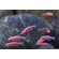 Данио Глофиш (Danio Glofish) — генетически модифицированная аквариумная рыбка, способная люминесцировать в лучах естественного и искусственного освещения. Это вид пресноводных флуоресцирующих лучепёрых рыб из семейства Карповых, рода Данио.