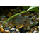 Коридорас Штерба (Corydoras sterbai) — пресноводная лучеперая рыба из семейства Панцирных (Каллихтовых) сомов. Названа в честь немецкого зоолога Гюнтера Штербы.