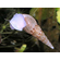 Melanoides tuberculata (песчаная мелания) — вид тропических улиток семейства Thiaridae.
