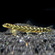 Mesonoemacheilus triangularis (вьюн Зодиак, Zodiac Loach) — пресноводная рыба из семейства Nemacheilidae (гольцовые).