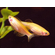 Danio rerio albino — это естественная морфологическая форма классической рыбы данио рерио, отличающаяся отсутствием пигментации, из-за чего полосы на теле имеют белый цвет вместо тёмного.