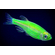 ​Данио рерио (GloFish) «Мятный» — генетически модифицированная форма аквариумной рыбки данио-рерио (Danio rerio), выведенная путём добавления генов морских медуз и кораллов, продуцирующих светящийся белок.