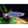Данио Глофиш (GloFish) — генетически модифицированная форма рыбы данио рерио, обладающая флуоресцентной окраской. Название происходит от английских слов glow («сияние») и fish («рыба»).