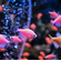 Тернеция GloFish розовая — генетически модифицированная форма тернеции (Gymnocorymbus ternetzi), получившая название от английских слов glow («сияющий», «свечение») и fish («рыба»). Отличительная особенность — флуоресцентная окраска, которая становится ярче при ультрафиолетовом или синем освещении.