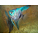 Скалярия Параиба (Pterophyllum scalare Paraiba, Paraiba Angelfish) — селекционная форма скалярии Пинои, выведенная с использованием гена бесполосости в сочетании с двойным филиппинским голубым. Отличается необычным окрасом и грациозными движениями.