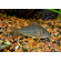 Коридорас Штерба (Corydoras sterbai) — пресноводная лучеперая рыба из семейства Панцирных (Каллихтовых) сомов. Названа в честь немецкого зоолога Гюнтера Штербы.