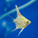 Скалярия бриллиантовая (Pterophyllum scalare diamond) — селекционная форма обыкновенной скалярии, отличающаяся особой красотой и особенностями внешнего вида.