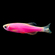 Данио Глофиш (Danio Glofish) — генетически модифицированная аквариумная рыбка, способная люминесцировать в лучах естественного и искусственного освещения. Это вид пресноводных флуоресцирующих лучепёрых рыб из семейства Карповых, рода Данио.Данио Глофиш (Danio Glofish) — генетически модифицированная аквариумная рыбка, способная люминесцировать в лучах естественного и искусственного освещения. Это вид пресноводных флуоресцирующих лучепёрых рыб из семейства Карповых, рода Данио.